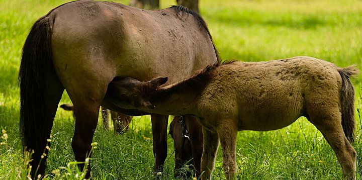 19 czerwca – Dzień Roztocza: święto piękna przyrody-364697