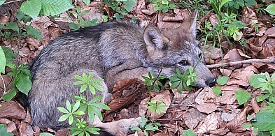 Uratowali młodego wilka na terenie RPN-364814