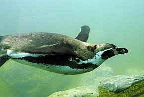 Lubelskie/ W lipcu ruszy budowa pingwinarium w zamojskim zoo-364961