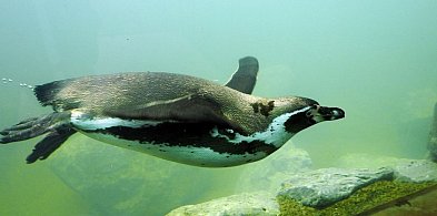 Lubelskie/ W lipcu ruszy budowa pingwinarium w zamojskim zoo-364961