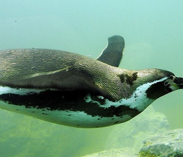 Lubelskie/ W lipcu ruszy budowa pingwinarium w zamojskim zoo-364961