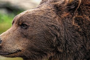 Podkarpackie/ Gmina Cisna ma zgodę na odstrzał trzech niedźwiedzi-365118