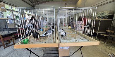 37. Wystawa Maszyn i Urządzeń Rolniczych w Sitnie-365262