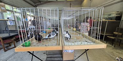 37. Wystawa Maszyn i Urządzeń Rolniczych w Sitnie-365262