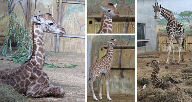 Narodziny żyrafy w zamojskim zoo -365474