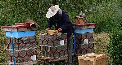 Pszczoły z Zamościa żyją w ulach z recyklingu-365878