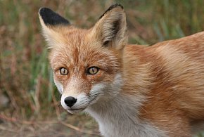 Dodatkowe szczepienia lisów przeciwko wściekliźnie-367607