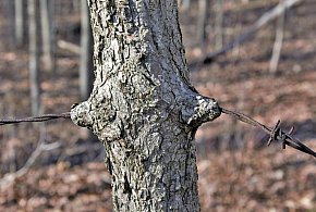 Grzybiarze znaleźli dwa psy przywiązane do drzewa, jeden był martwy-367610