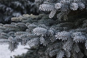 Podkarpackie. Leśnicy oferują 6 tys. choinek na święta-368433