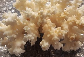 Hrebenne. Problemy przywiezione w bagażu-368472