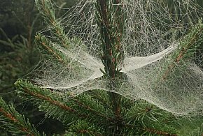 Kupujesz żywą choinkę na święta? Ten szczegół łatwo przeoczyć-368492