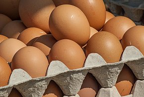 Salmonella wykryta w jajach! GIS wydał pilne ostrzeżenie-368638