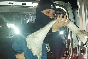 Niecodzienna interwencja policji. Łabędź na środku drogi-368935