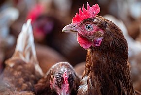 Lubelskie/ Kolejne ogniska rzekomego pomoru drobiu-368944