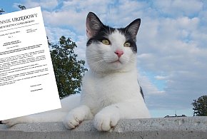 Obowiązkowe szczepienia kotów w wybranych powiatach-369088