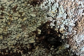 280 ton spleśniałej śruty zatrzymane przez KAS-369226