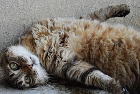 Dostał rok więzienia za zabicie kota siekierą