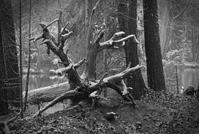 Czarno-biała cisza pejzażu Leszka Dziuby z Zamościa