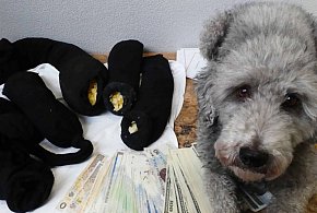 Bursztynowy przemyt w Zosinie