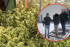 Plantacja marihuany w Frampolu