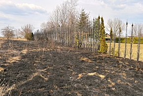 Pożar traw w gminie Nielisz. Ogień zniszczył działki