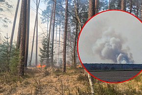 Powiat lubaczowski. Wielki pożar lasu w Cewkowie! Akcja trwała wiele godzin