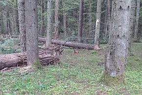 Tragiczny wypadek w lesie pod Bełżcem. 43-latek nie żyje