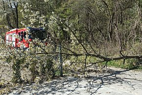 Wichury nad regionem. Silny wiatr powalił drzewo prosto na auto – 46-latek ranny