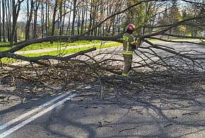 Silny wiatr nad Zamojszczyzną. Strażacy interweniowali 27 razy