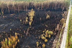 Strażacy dogaszają pogorzelisko w Puszczy Solskiej
