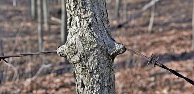 Grzybiarze znaleźli dwa psy przywiązane do drzewa, jeden był martwy-367610