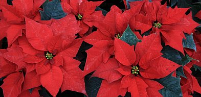 Gwiazda betlejemska - nie kwitnie na czerwono i nie jest silnie trująca-368481