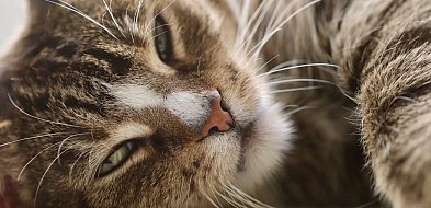 Zakażony kot. Pierwszy przypadek wścieklizny w regionie