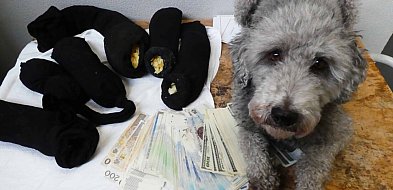 4,5 mln zł ukryte przed kontrolą celną