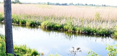 Tragedia w gm. Sułów. 69-letni wędkarz utonął w rzece