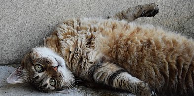 Dostał rok więzienia za zabicie kota siekierą