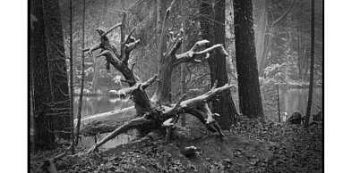 Czarno-biała cisza pejzażu Leszka Dziuby z Zamościa