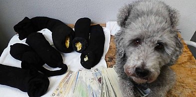 Bursztynowy przemyt w Zosinie