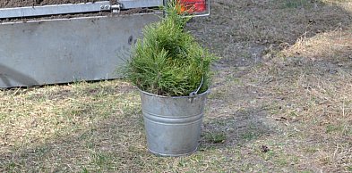 Lubelscy leśnicy posadzą ponad 19 mln drzew