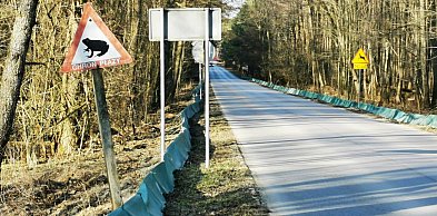 Migracja płazów na Roztoczu. Trwa akcja ochronna w RPN