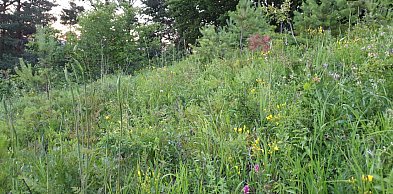 Ratujemy murawę Białej Góry. Potrzebna pomoc!