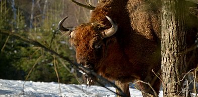 Podkarpackie/ Prawie 900 żubrów żyje w Bieszczadach