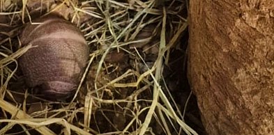 Zamojskie zoo ma nowego mieszkańca. Mały bolita już na świecie