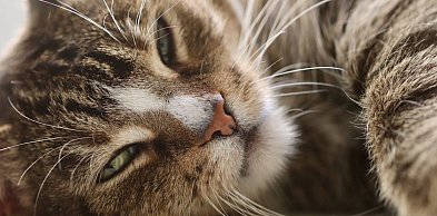 Zakażony kot. Pierwszy przypadek wścieklizny w regionie