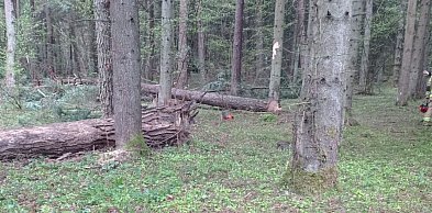 Tragiczny wypadek w lesie pod Bełżcem. 43-latek nie żyje