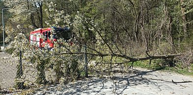 Wichury nad regionem. Silny wiatr powalił drzewo prosto na auto – 46-latek ranny