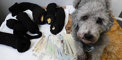 4,5 mln zł ukryte przed kontrolą celną