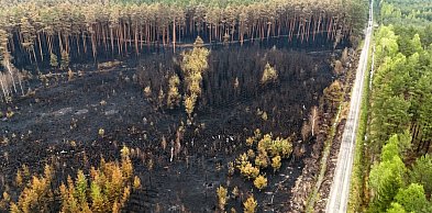 Strażacy dogaszają pogorzelisko w Puszczy Solskiej