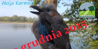 Akcja Karmnik – ptasie spotkania w Parku Miejskim w Zamościu-368604