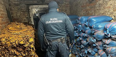 Zlikwidowana nielegalna krajalnia tytoniu-368803